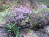 17_001 Landes.jpg